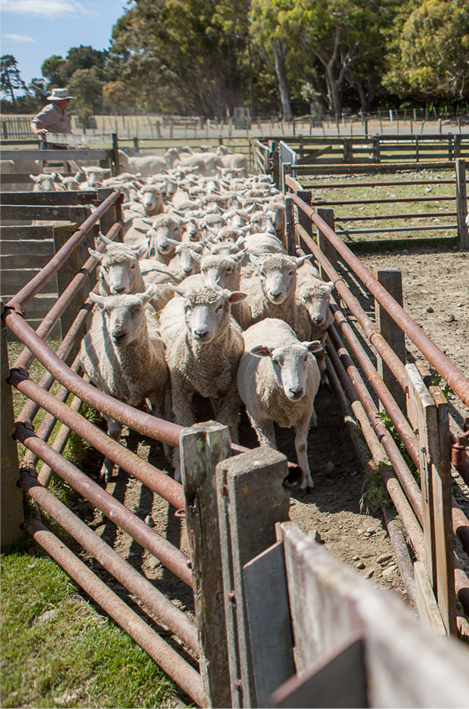 sheep grading
