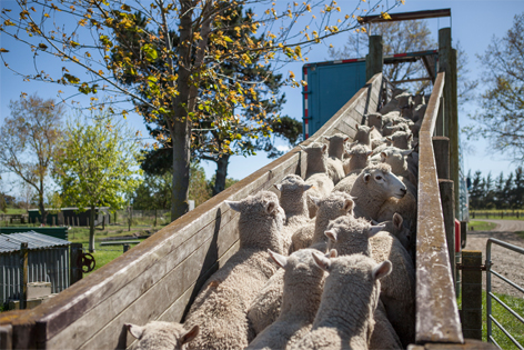 lamb preparation