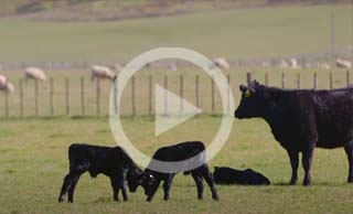 beef video 21
